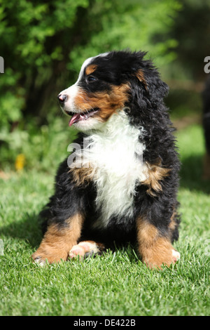 Chiot assis sur l'herbe Banque D'Images