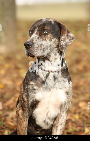 Louisiana Catahoula chien en automne Banque D'Images