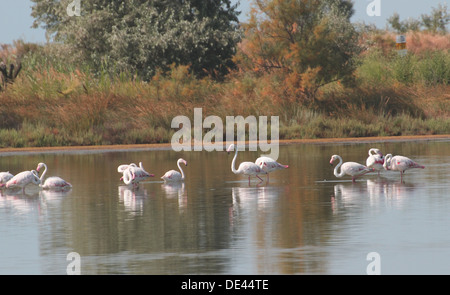 Flamants Roses famille cools au milieu de l'eau des marais en été 1 Banque D'Images