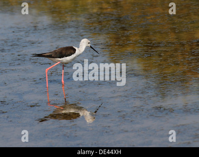 Black-winged stilt bird avec de longues jambes coniques autour de l'étang à la recherche de nourriture 1 Banque D'Images