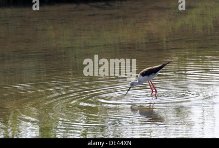 Black-winged stilt bird avec de longues jambes coniques autour de l'étang 5 Banque D'Images