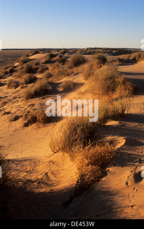 L'Australie, SA, région désertique à distance près de Moomba, sand dunes in early morning light. Banque D'Images
