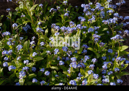 Myosotis scorpioides, ne m'oublie pas les fleurs. Pays de Galles, Royaume-Uni. Banque D'Images