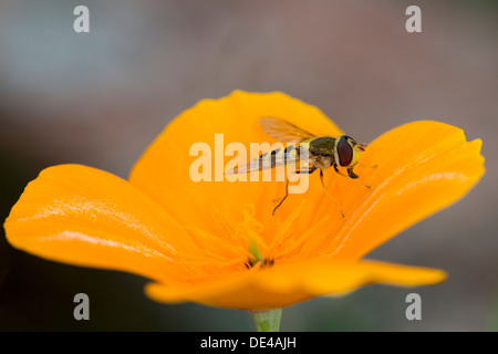 Une macro photo d'un hoverfly sur une fleur orange vif. Banque D'Images