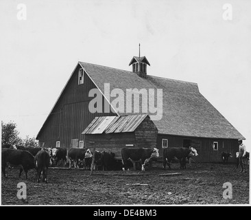 Le comté de Shelby, Iowa. Un type courant de grange. Comme la plupart des bâtiments de service dans la communauté, c'est dans e . . . 522431 Banque D'Images