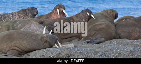 Le morse (Odobenus rosmarus) sur la plage à Torellneset sur Nordaustlandet Svalbard, Norvège Banque D'Images