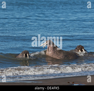 Le morse (Odobenus rosmarus) sur la plage à Torellneset sur Nordaustlandet Svalbard, Norvège Banque D'Images