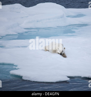 Ours polaire sur le détroit d'Hinlopen, Iceberg, l'île de Spitsbergen, Svalbard, Norvège Banque D'Images