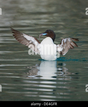 Guillemot de Brünnich (Uria lomvia) avec de petits poissons, d'oiseaux par Alkefjellet, falaises de l'île de Spitsbergen, Svalbard, Norvège Banque D'Images