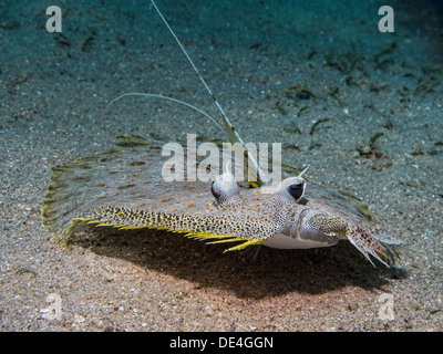 La plie rouge léopard Banque D'Images