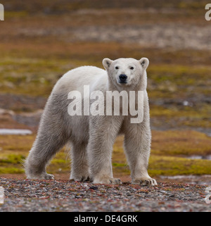 L'ours polaire, l'île de Spitsbergen, Svalbard, Norvège Banque D'Images