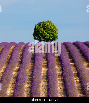 Arbre sur le sommet de la colline en champ de lavande. Banque D'Images