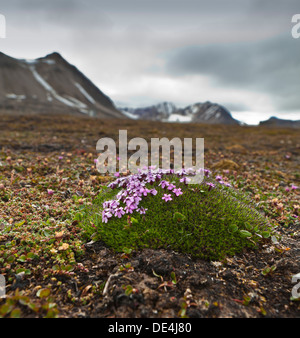 Le silène acaule (Silene acaulis) fleurs sauvages, Ny Alesund, Spitzberg, Norvège Banque D'Images