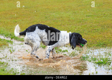Trempé noir et blanc English Springer Spaniel chien qui court dans une flaque d'eau pour récupérer une balle. En Angleterre, Royaume-Uni, Angleterre Banque D'Images