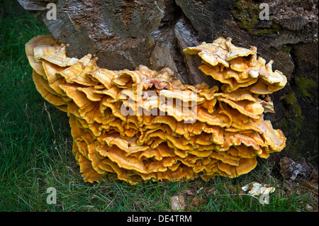 Champignon sulphureus : (poulet des bois) sur un tronc d'arbre mort. Banque D'Images