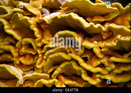 Champignon sulphureus : (poulet des bois) sur un tronc d'arbre mort. Banque D'Images