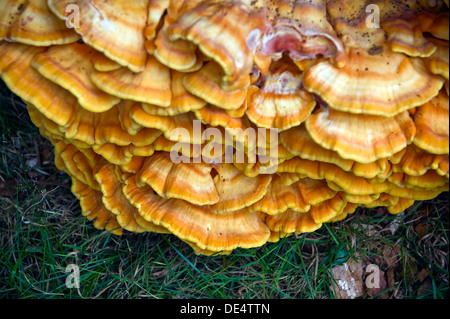 Champignon sulphureus : (poulet des bois) sur un tronc d'arbre mort. Banque D'Images