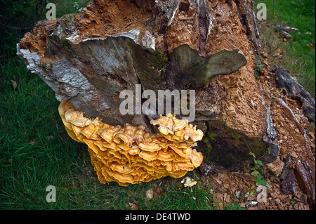 Champignon sulphureus : (poulet des bois) sur un tronc d'arbre mort. Banque D'Images