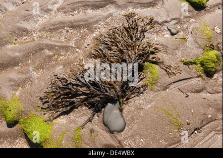 Partie inférieure des algues algues laminaires rack dentés ou crénelés trouvés dans l'Océan Atlantique domine rocky shore rocks et a crampon Banque D'Images