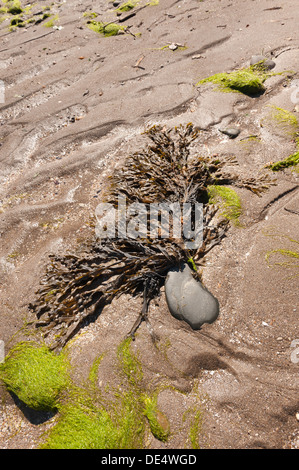 Partie inférieure des algues algues laminaires rack dentés ou crénelés trouvés dans l'Océan Atlantique domine rocky shore rocks et a crampon Banque D'Images