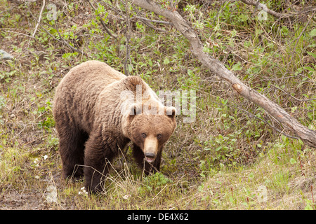 - L'ours grizzli (Ursus arctos) -, le Parc National Denali et préserver, Alaska, États-Unis d'Amérique Banque D'Images