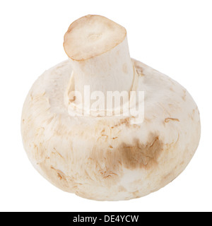 Champignon. Isolé sur fond blanc Banque D'Images