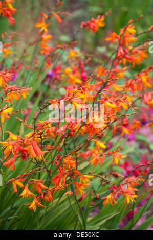 CROCOSMIA ARLEQUINS Banque D'Images