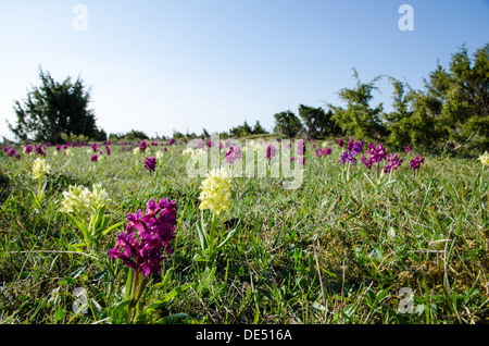 Les orchidées sauvages de la grande plaine de l'Alvar sur l'île de Oland en Suède. Banque D'Images