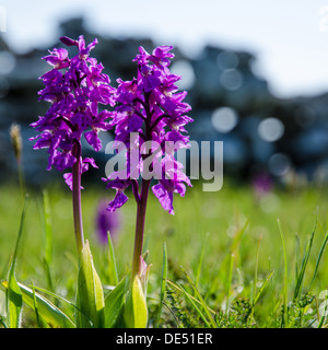 Orchidées sauvages - printemps des symboles. L'île de Oland en Suède. Banque D'Images