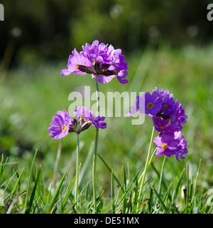 Primula, primevère laurentienne, dans un marécage sur l'île de Oland en Suède. Banque D'Images