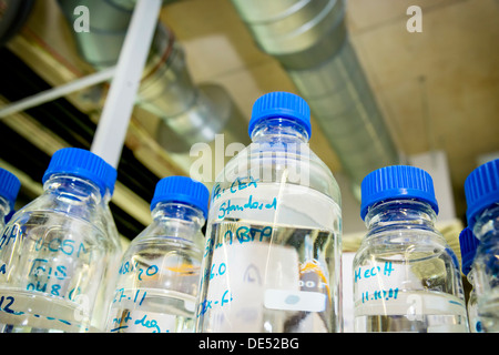 Bouteilles en verre dans un laboratoire de chimie Banque D'Images