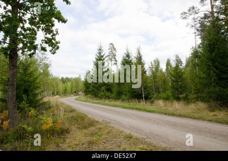 Chemin dans une forêt scandinave Banque D'Images