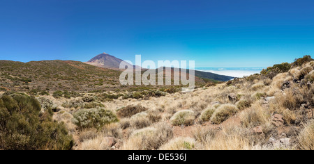 Paysage avec végétation typique du Parque Nacional de las Cañadas del Teide, le Parc National du Teide, l'UNESCO World Natural Banque D'Images