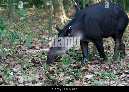Tapir d'Amérique centrale ou du tapir de Baird (Tapirus bairdii), Sirena, parc national de Corcovado, province de Puntarenas, Costa Rica Banque D'Images