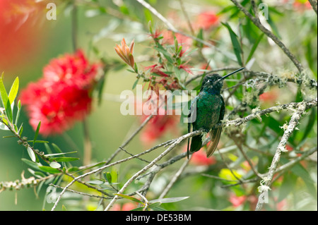 Vert-brillant (Heliodoxa jacula couronné), homme, San Gerardo de dota, Province de San José, Costa Rica, Amérique Centrale Banque D'Images