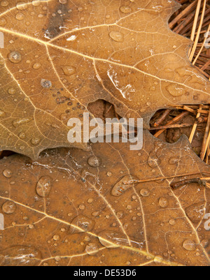 Tombée feuilles de chêne couvert de gouttes de pluie Banque D'Images