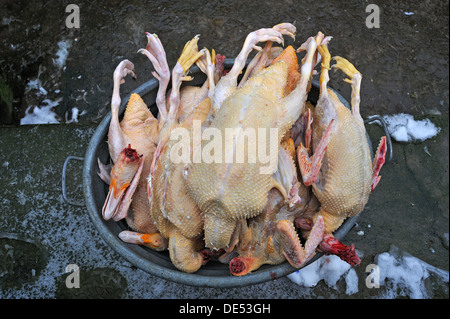 Abattus et canards plumés allongé dans une baignoire, abattage accueil à la ferme, Eckenhaid, Eckental, Middle Franconia, Bavaria Banque D'Images