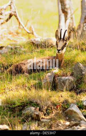 Chamois des Alpes, Rupicapra rupicapra, couché dans la prairie. Banque D'Images