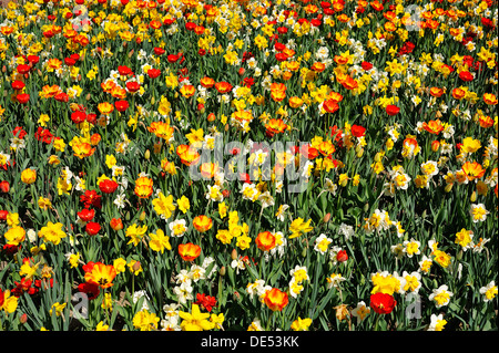 Lit coloré de fleurs avec des tulipes (Tulipa) et les jonquilles (Narcissus), Nuremberg, Middle Franconia, Bavaria, Germany Banque D'Images