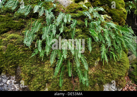 Bouclier dur (Fougère Polystichum aculeatum) sur un rocher couvert de mousse, Hiltpoltstein, Haute-Franconie, Bavière, Allemagne Banque D'Images