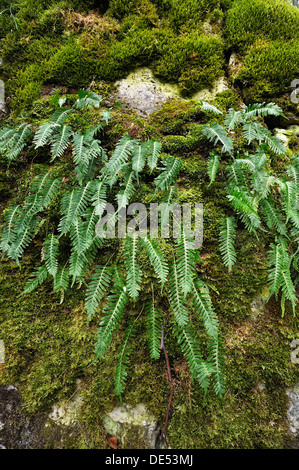 Bouclier dur (Fougère Polystichum aculeatum) sur un rocher couvert de mousse, Hiltpoltstein, Haute-Franconie, Bavière, Allemagne Banque D'Images