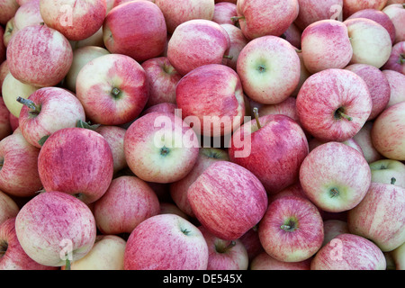 Les pommes 'Gala' 'Malus' intérieure, du marché agricole. Banque D'Images