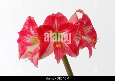 Fleurs de l'amaryllis (Hippeastrum 'Neon') Banque D'Images