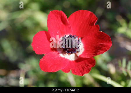 Anémone Anémone du pavot, de la Couronne ou l'espagnol Marigold (Anemone coronaria), la péninsule de Çeşme İzmir, Province, Région de l'Egée, la Turquie Banque D'Images