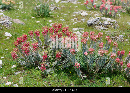 La floraison Myrtle Spurge (Euphorbia myrsinites), Parc National de Dilek, Kusadasi, Aydin province, région de l'Egée, la Turquie Banque D'Images