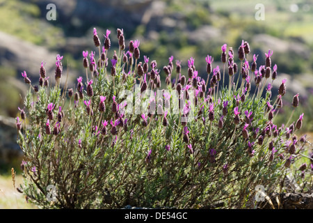 Lavande ou lavande (Lavandula stoechas), le lac de Bafa, Muğla Province, Région de l'Egée, la Turquie Banque D'Images