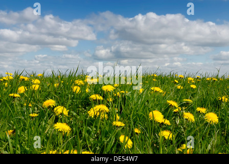 Prairie avec pissenlits (Taraxacum sect. ruderalia) en été, les prairies riches en éléments nutritifs, de Frise du Nord, district de Schleswig-Holstein Banque D'Images