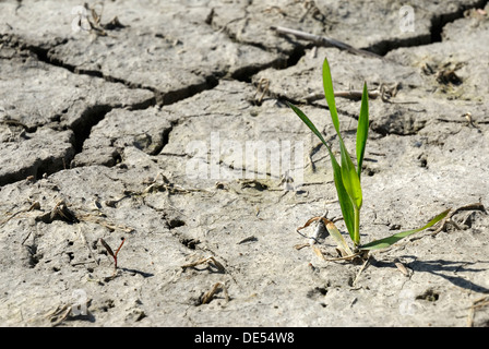 Plante de blé (Triticum spec.), sur terrain sec, dessiccation, crack, image symbolique de la croissance au milieu de circonstances défavorables Banque D'Images