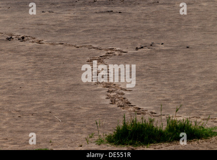 L'empreinte de l'éléphant dans le sable Banque D'Images