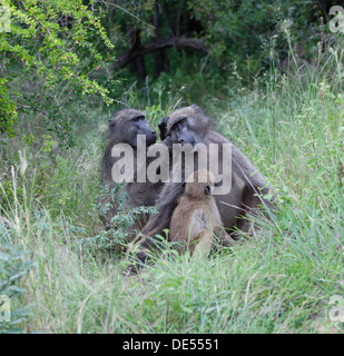 Famille de babouins Banque D'Images